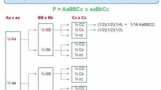 Genetics Trihybrid Cross The Forked Line Method [upl. by Yhtrod]