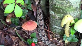 Newborn Canebrake Rattlesnake [upl. by Allimac595]