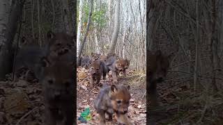 A wolf pup stampede large litter of wolf pups in northern Minnesota [upl. by Yssak391]