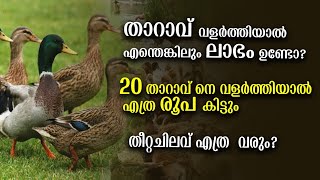 backyard Duck farming  Duck farming malayalam  താറാവ് വളർത്തൽ  Poultry Media [upl. by Giddings]