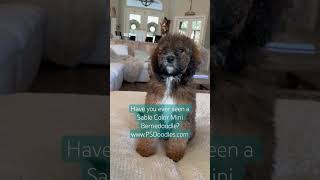 Mini Bernedoodle Puppies Farm Raised in Florida bernedoodle doodle puppy puppies florida dog [upl. by Walcoff]