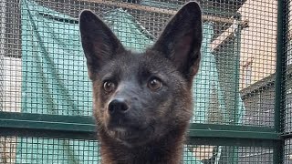 FoxDog Hybrid Animal Discovered In Brazil PatGeo [upl. by Leesa]