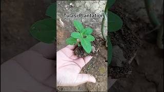 Tulasi plantation tulasi plantation plants organic nature gardening shorts 1 [upl. by Ajani]