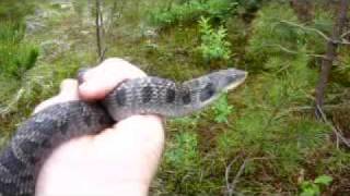 Eastern Hognose Snake acting like a cobra [upl. by Sivatnod]