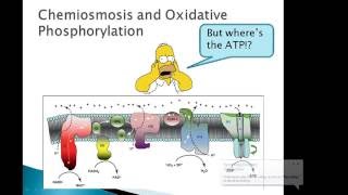 BTN223 Oxidative phosphorylation and ATPase [upl. by Wilkinson]