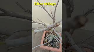 croton plant कटिंग से घना और हरभरा बनाए garden tips plantcare video [upl. by Brianne894]