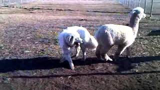 Alpaca playing and tackling a 150lb Great Pyrenees [upl. by Derrick]