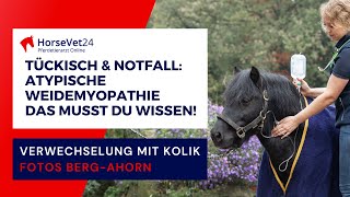 Atypische Weidemyopathie beim Pferd  Notfall Kreuzverschlag Verwechselung mit Kolik HorseVet24 [upl. by Lynnelle]