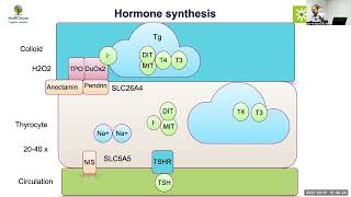 MedEClasses Module Thyroid hormone synthesis [upl. by Attenahs]