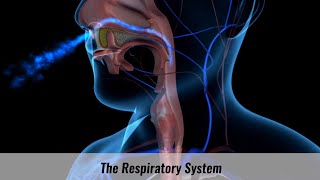 The Human Respiratory System Explained [upl. by Moureaux]