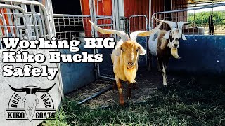 Handling BIG Kiko Bucks  How We Safely Check Our Bucks  Goat Video [upl. by Sina]