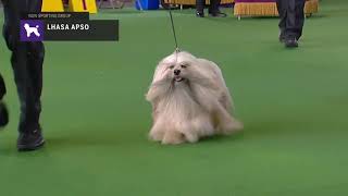 Lhasa Apsos  Breed Judging 2019 [upl. by Atinek500]