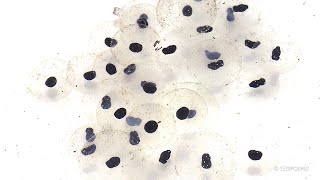 Tadpoles Development Timelapse [upl. by Nevlin]