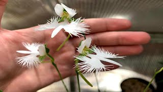 Egret Orchids In Full Bloom [upl. by Nagle175]