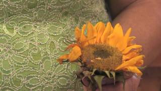 Flower Gardening Tips  How to Grow Common Sunflower Helianthus Annuus [upl. by Mcloughlin]