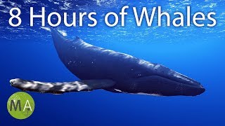 8 Hours of Whale Sounds Deep Underwater for Sleep and Relaxation [upl. by Morice]