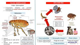 Pulgas Orden Siphonaptera [upl. by Merkle]