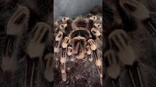 Acanthoscurria geniculata [upl. by Gelb]