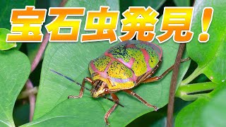 まるでペンダント！宝石のようなカメムシを発見！【アカスジキンカメムシ】 [upl. by Pascal]