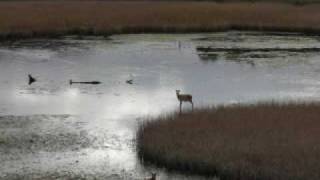 Lake Monster Killarney Ireland [upl. by Kiri233]