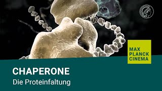 Chaperone  die Proteinfaltung [upl. by Acirederf]