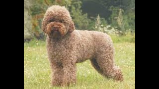 Lagotto Romagnolo dogs  best dog  sweeet guard dog [upl. by Ihsorih844]