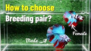 Choosing betta fish breeding pair [upl. by Akimehs]