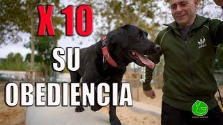 Cómo ADIESTRAR a tu PERRO para que te OBEDEZCA SIEMPRE Técnica de Adiestramiento Canino [upl. by Busby348]