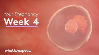 4 Weeks Pregnant  What to Expect [upl. by Bijan883]