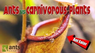 Ants vs Carnivorous Plants [upl. by Linus812]