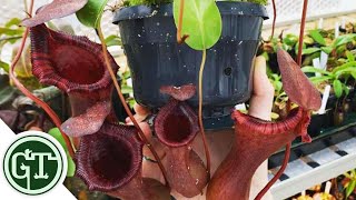 Buying Plants Online  Unboxing Carnivorous Plants from Toms Carnivores  Ventricosa x Lowii [upl. by Yra]