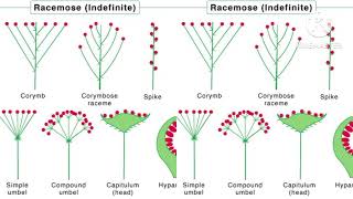 inflorescence Racemose amp cymose inflorescence [upl. by Thais]