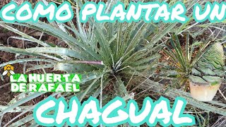 Como plantar un chagual puya chilensis•El cultivo del chagual nativo•10MaTemporada [upl. by Inalawi]