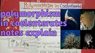 polymorphism in coelenterata or hydrozoa  notes explain [upl. by Polivy947]