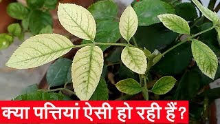 क्या गुलाब की पत्तियां पीली हो रही हैं  Chlorosis  Rose Leaves Turning Yellow  Iron Deficiency [upl. by Reeva]