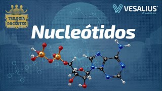 NUCLEÓTIDOS [upl. by Shapiro834]