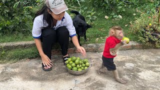 Zim looked so funny while harvesting guava  Zim Family [upl. by Ylurt]