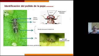 Identificacion de Psilido de la papa  Charla CIP centro Internacional de la papa [upl. by Custer67]