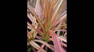 Dracaena Plant  Dracaena marginata  dracaena marginata tricolor [upl. by Noimad]