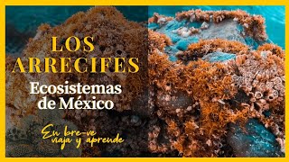 ARRECIFES en MÉXICO  ECOSISTEMAS de MÉXICO [upl. by Suiratnod]