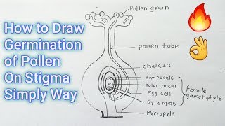 How to Draw Germination of Pollen On Stigma Simply Way [upl. by Ninetta]