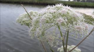 Wild angelica Angelica sylvestris  20140720 [upl. by Elianore]