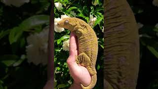 LEACHIE🦎😱🤯 GIANT GECKO [upl. by Damal729]