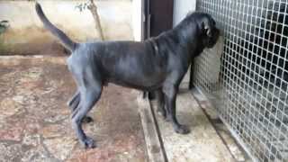 compare mastino e comare napoletano [upl. by Morton604]