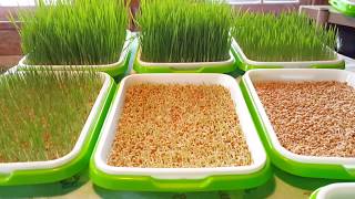 DIY Chicken Fodder  Experiment with Wheat [upl. by Ambrosane661]