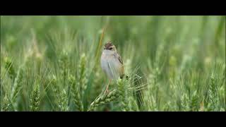 棕扇尾莺 Zitting Cisticola [upl. by Suoivatnom]