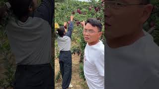 Amazing pomegranate pomegranates are fruitcuttingThakornaynafrood Part 58 [upl. by Stokes]