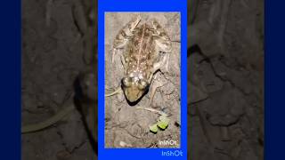 Tree frogs sound at Night I P L Cricket Sound tending treefrog frog nature viral tending [upl. by Ydahs]