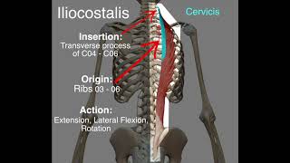 Iliocostalis  Origin amp Insertion [upl. by Ramos]