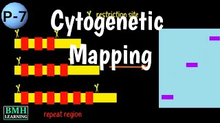 Cytogenetic Mapping  Chromosome Mapping  Cytologic Mapping  Cytogenetics [upl. by Mariel]